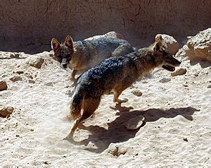 Golden Jackal Facts for Kids