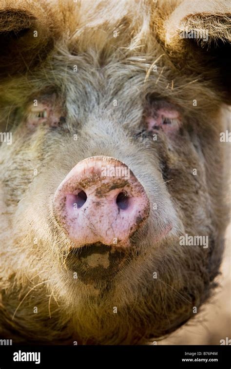 close up of pig face Stock Photo - Alamy