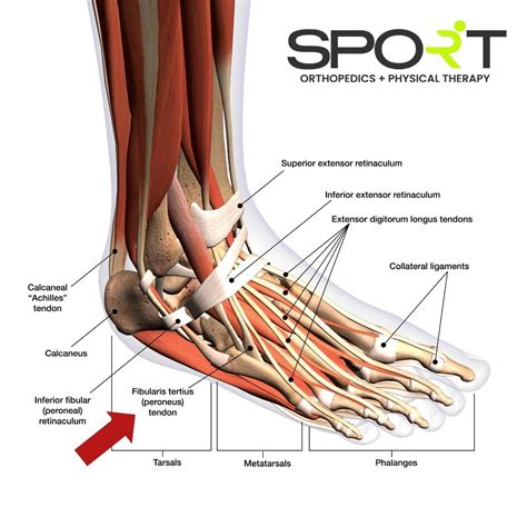 Peroneal Tendonitis Treatment - An Tâm