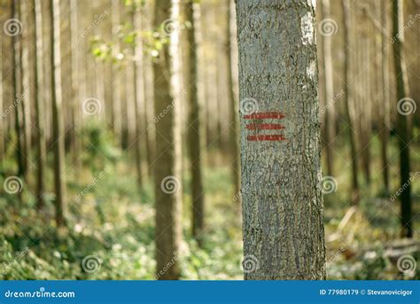 Forestry Paint Marking on Tree Trunks in Woods Stock Image - Image of ...