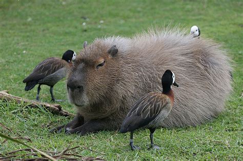 Unbelievable Photo: World's Biggest Rat Found - INFORMATION NIGERIA