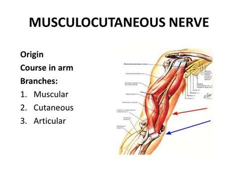 PPT - ANTERIOR COMPARTMENT OF ARM & CUBITAL FOSSA PowerPoint Presentation - ID:2770657