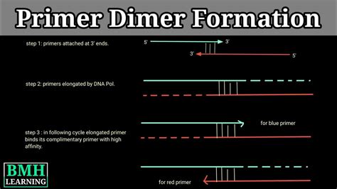 Primer Dimers | How Primer Dimers Are Formed | Primer Dimer Formation | - YouTube