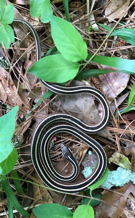 Mississippi venomous snakes that are harmless to human: Garter, ribbon