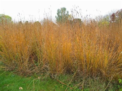 1 OZ=10,001+BIG BLUESTEM Seeds American Native Prairie Grass Clumping Ornamental - Ornamental ...