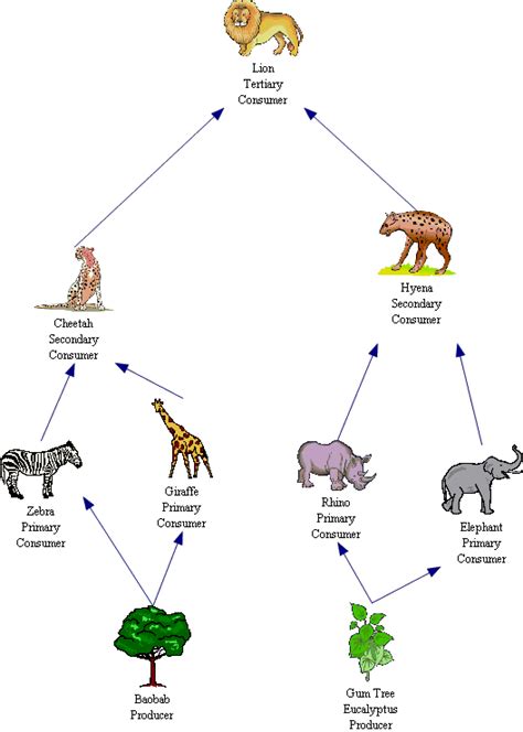 Savanna - Ecological Biomes