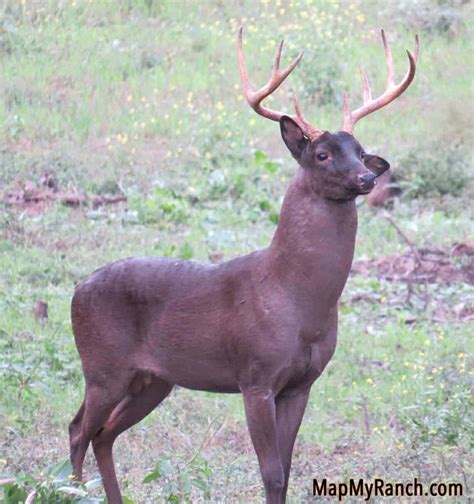 Melanistic Whitetail Deer: How Rare Are They? – Omega Outdoors