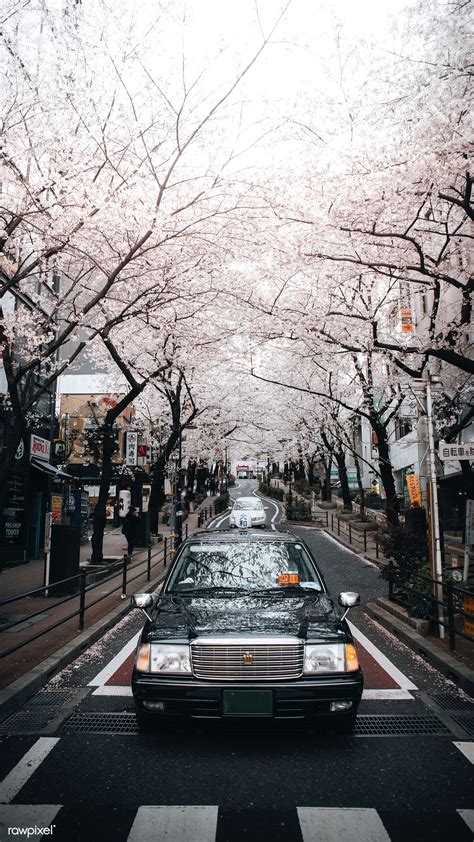 White Sakura blooming street side in Japan | premium image by rawpixel ...