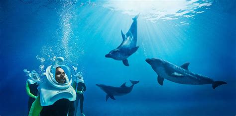 Dolphin Bay - Atlantis | CTC Tourism