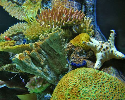 11 Reasons to Visit the Tennessee Aquarium