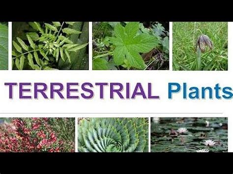 Terrestrial Plants