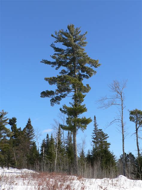 Free photo: White Pine Trees - Branches, Pines, Winter landscape - Free ...