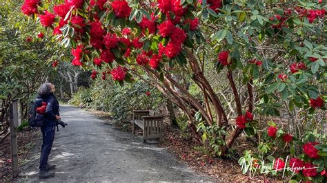 Mendocino Coast Botanical Gardens: rhododendrons, ocean views, whales | HI Travel Tales