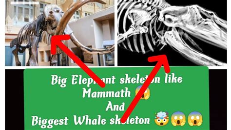 Biggest Whale skeleton 😱😱😱And Elephant skeleton 😱😱in the museum #shocking #museum - YouTube