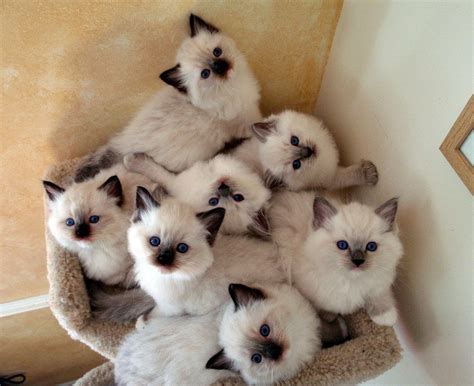 Ohemgee Litter of Kittens. Photo Credit Courtney Ross Of Ohemgee ...