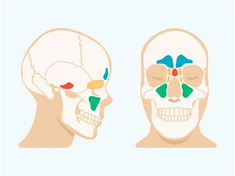 Sinus Cavities in the Head: Anatomy, Diagram & Pictures