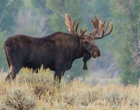 Large bull moose, Grand Teton National Park | Pat Ulrich Wildlife Photography Blog