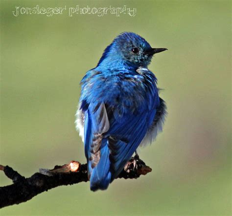 Northern Illinois Birder: Mountain Bluebird