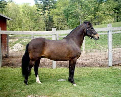 Seal brown (horse) - Alchetron, The Free Social Encyclopedia