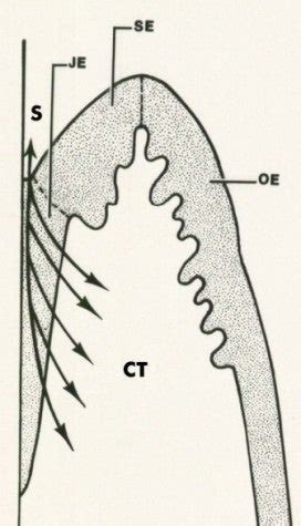 Junctional Epithelium - Deutsch Diagram 4 | School of Dental Medicine ...