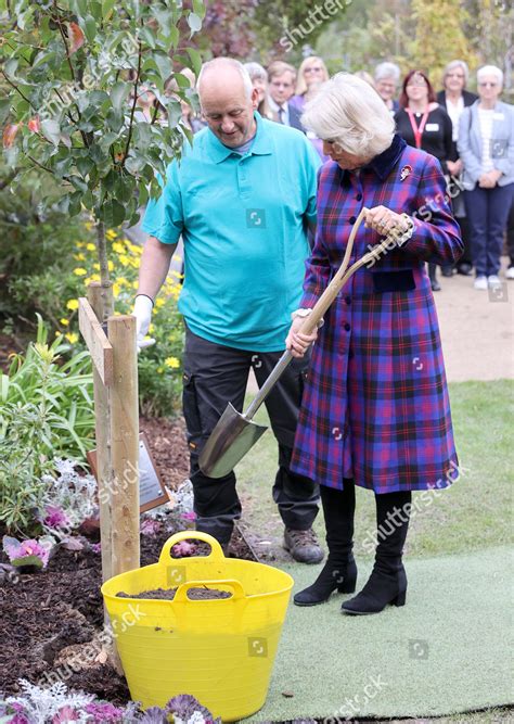 Camilla Camilla Duchess Cornwall Plants Tree Editorial Stock Photo - Stock Image | Shutterstock