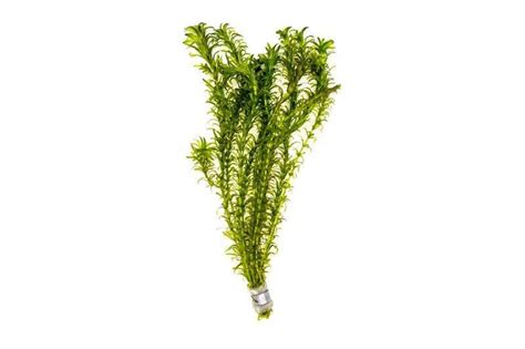 Egeria Densa in 2021 | Aquatic plants, Simple lighting, Large flowers