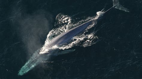 Great Whales | Royal Ontario Museum