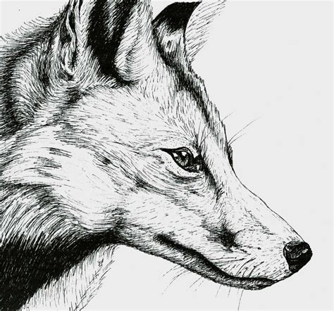 Fox Head Drawings