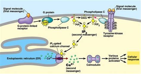 Life cycle of receptors, G proteins and Second Messengers (Definition ...