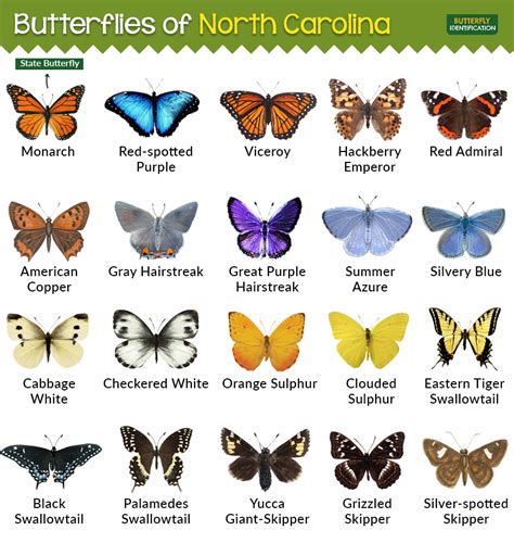 Types of Butterflies in North Carolina