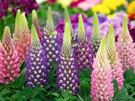 Tips on Growing Lupine (Growing Guide) - Garden Lovers Club