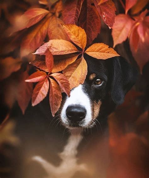 Pin by Claudia on Animals | Dog photoshoot, Fall dog, Photos with dog