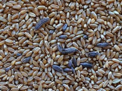 Should I Plant Treated Wheat Seed? | CropWatch | University of Nebraska–Lincoln