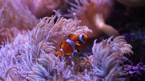 SEA LIFE Sydney Aquarium Entry