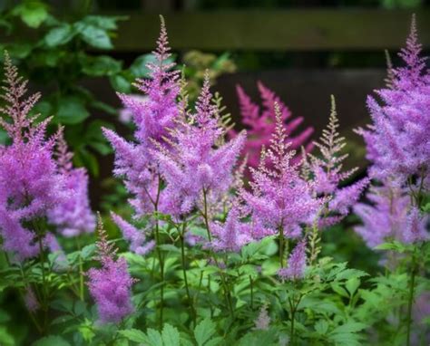 8 Gorgeous Astilbe Varieties For Your Shade Garden