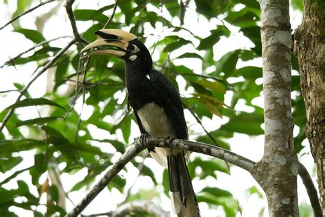 ORIENTAL PIED HORNBILL - KHAO SOK National Park, Thailand