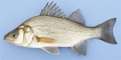 Perch, White uconn fishhead | www.roughfish.com