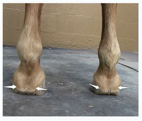 Navicular Disease In Horse - Quotes Viral