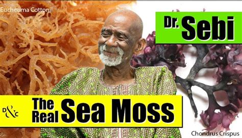 Dr. Sebi Inspired Sea Moss Gel 100% Wildcrafted | Etsy