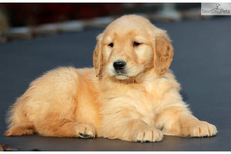 [5+] Golden Retriever Puppies To Sale Shepparton | #The Expert