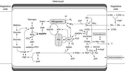 bacteriology - Heterocyst function in cyanobacteria and its ...