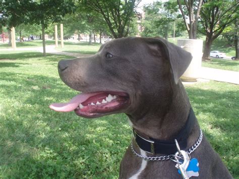 My baby, Blue - PitBulls Photo (7438641) - Fanpop