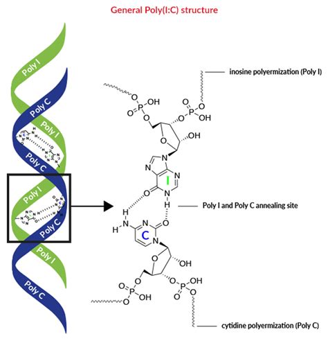 TLR3 Ligands | Synthetic dsRNA, poly(I:C) | InvivoGen