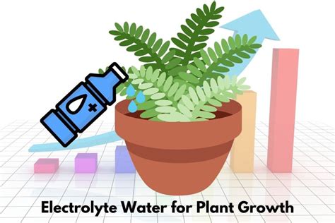 Using Electrolyte Water for Plants: The Process Explained - Flourishing Plants