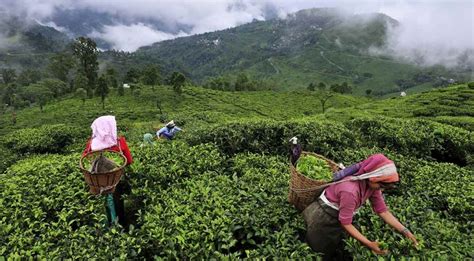 The Most Breathtaking Tea Gardens in Sylhet - CineBuzz Times