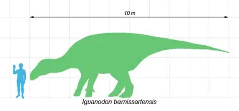 Iguanodon | Life and Legacy of an Early Cretaceous Marvel