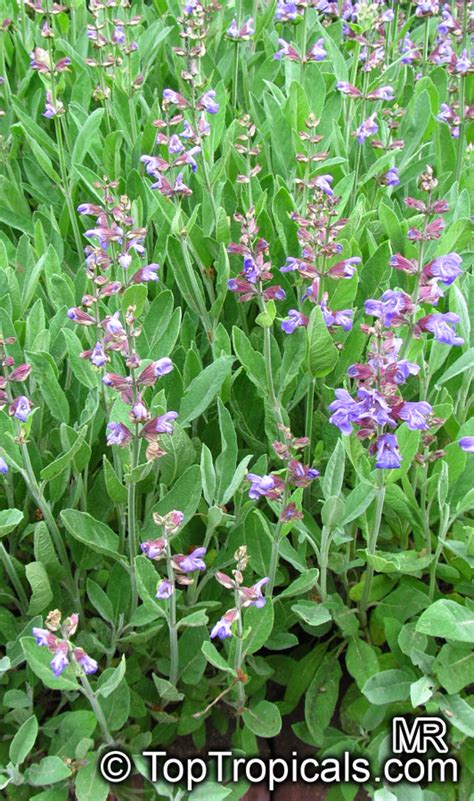 Salvia officinalis, Berggarten Sage, Garden Sage, Common Sage ...