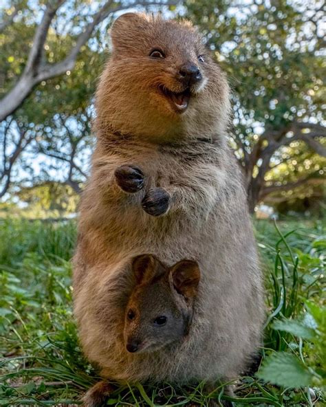 One Proud Mama! 🥰 #quokka #quokkas #perthlife #quokkalove #amazing # ...