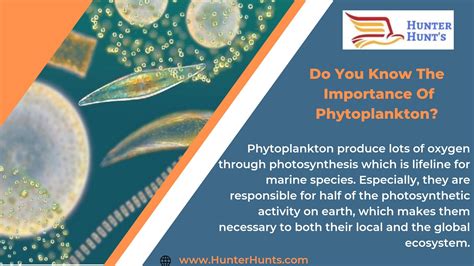 Do You know The Importance Of The Phytoplankton...? | Photosynthesis, Microscopic organisms ...