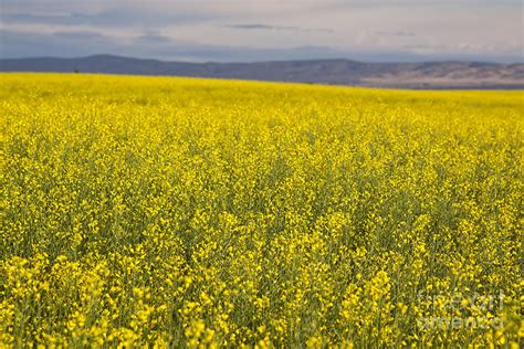 Rapeseed Field Photograph by Aleksander Suprunenko - Fine Art America